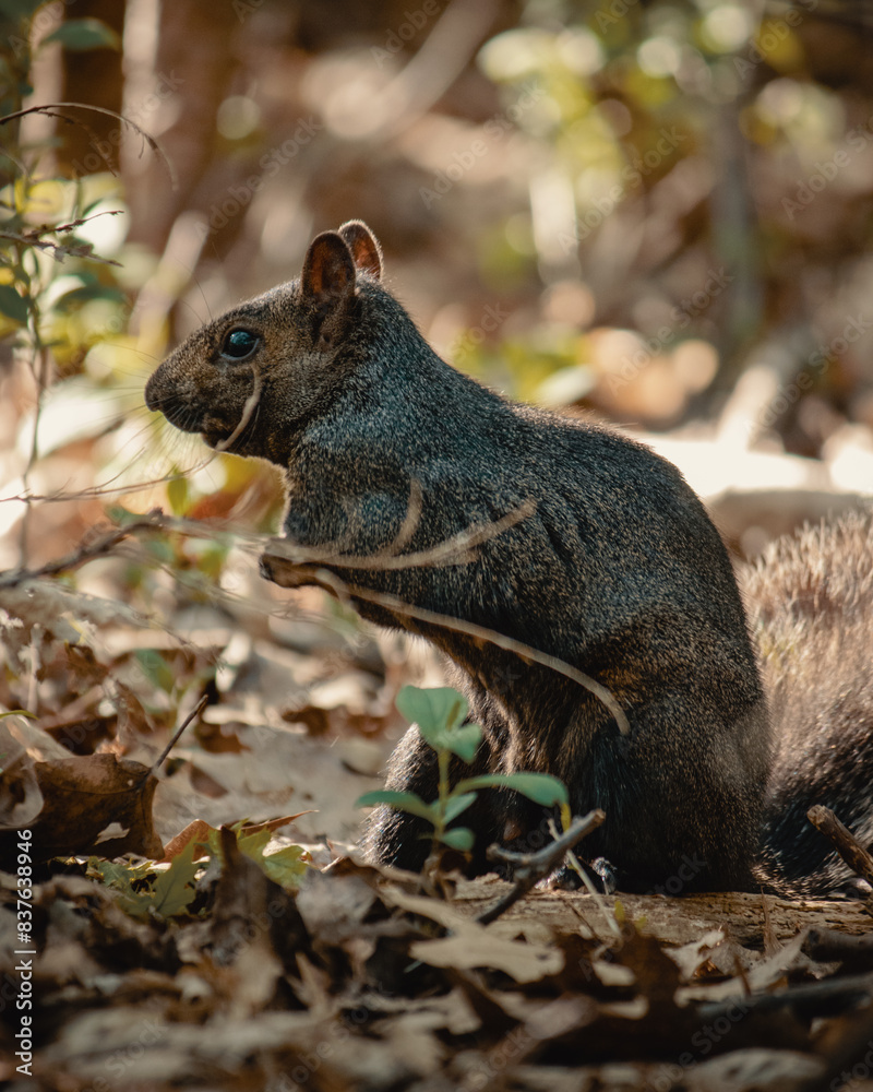 Fototapeta premium Brown Squirrel Standing In Forest