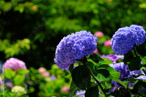 青色の美しい紫陽花