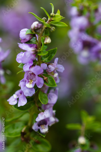 Flowers in the rainy season look juicy, fresh and beautiful. After the rain there will be water droplets on them. I love it in the rainy season.