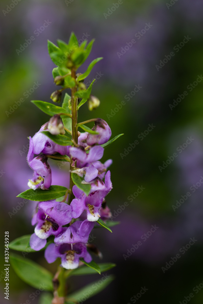 Flowers in the rainy season look juicy, fresh and beautiful. After the rain there will be water droplets on them. I love it in the rainy season. Flowers in the rainy season look juicy, fresh and beautiful. After the rain there will be water droplets on them. I love it in the rainy season.