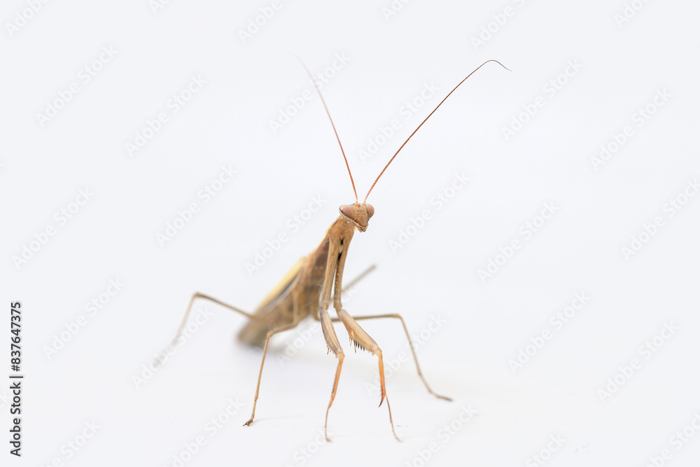 Mantis insect on a white background Mantis insect on a white background