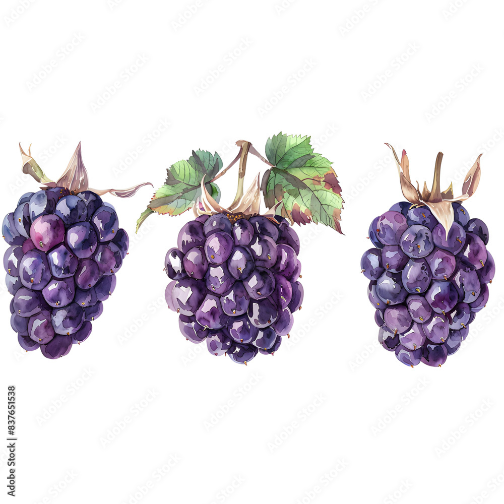 Set Blackberry on a white background watercolor hand drawing Set Blackberry on a white background watercolor hand drawing
