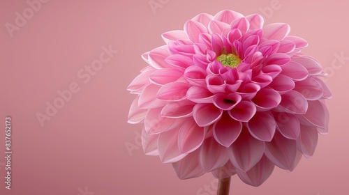  A pink flower with a green center on a pink background The flower's center is green © Mikus