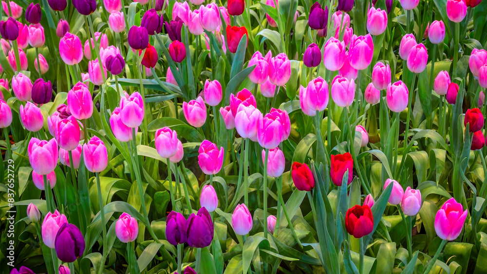 A field of colorful fresh full bloom  tulip flower