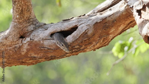 Land monitor peaking from the branch in yala National Park Sri Lanka photo
