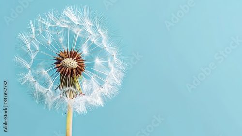  A tight shot of a dandelion against a blue backdrop  featuring a solitary dewdrop in its center