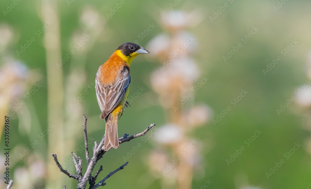Black-headed Bunting (Emberiza melanocephala) migrates from Africa to Asia and Europe to breed in summer. The Tigris Valley in Diyarbakır is a good breeding ground for these birds. Black-headed Bunting (Emberiza melanocephala) migrates from Africa to Asia and Europe to breed in summer. The Tigris Valley in Diyarbakır is a good breeding ground for these birds.