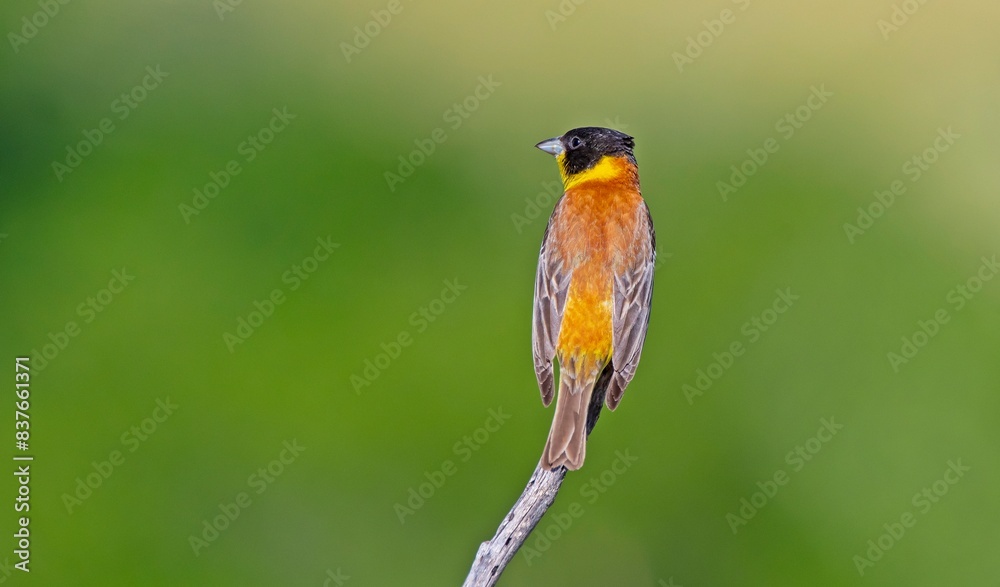 Fototapeta premium Black-headed Bunting (Emberiza melanocephala) migrates from Africa to Asia and Europe to breed in summer. The Tigris Valley in Diyarbakır is a good breeding ground for these birds. 