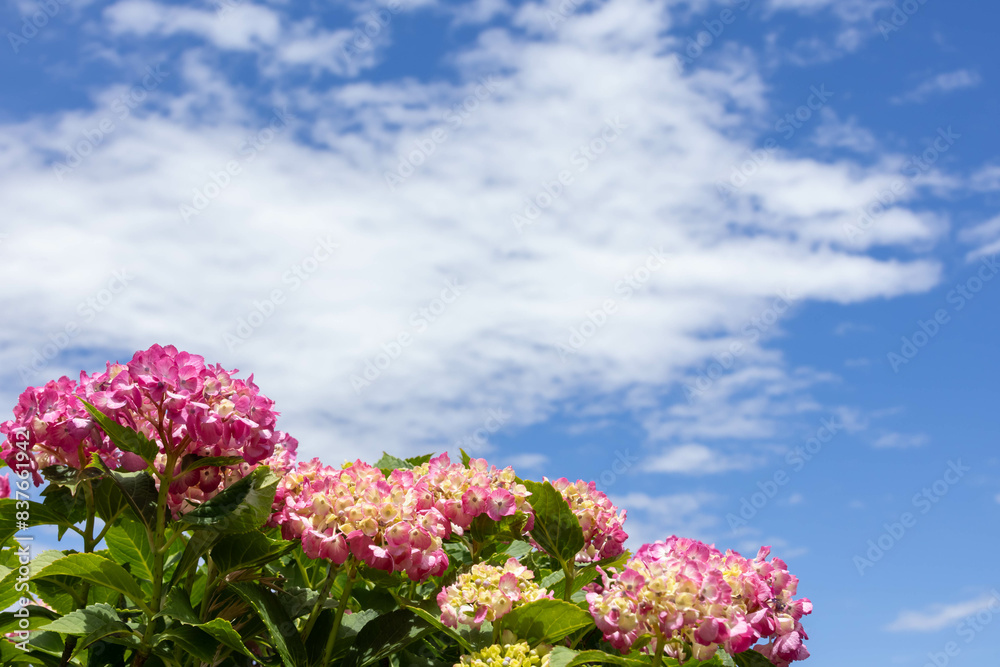 晴れた日の紫陽花