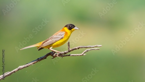 Black-headed Bunting (Emberiza melanocephala) migrates from Africa to Asia and Europe to breed in summer. The Tigris Valley in Diyarbakır is a good breeding ground for these birds. 