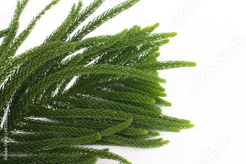 Green leaves of Norfolk pine tree isolated white background