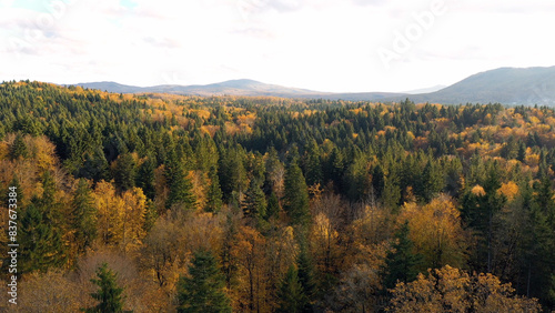  Beautiful aerial shot of sunny autumn season woods landscape.
