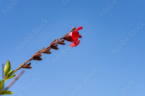 Salvia greggii, the autumn sage, is a herbaceous perennial plant， Plants at Griffith Observatory, Los Angeles, California photo