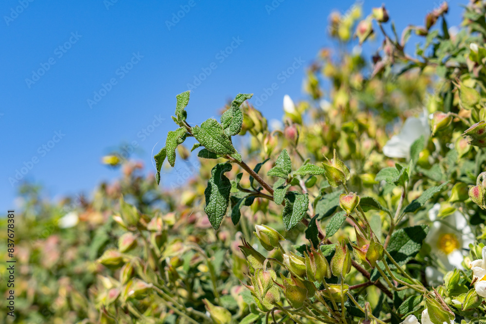 Cistus salviifolius, sage-leaved rock-rose, salvia cistus or Gallipoli rose, is a shrub of the family Cistaceae. Plants at Griffith Observatory, Los Angeles, California Cistus salviifolius, sage-leaved rock-rose, salvia cistus or Gallipoli rose, is a shrub of the family Cistaceae. Plants at Griffith Observatory, Los Angeles, California