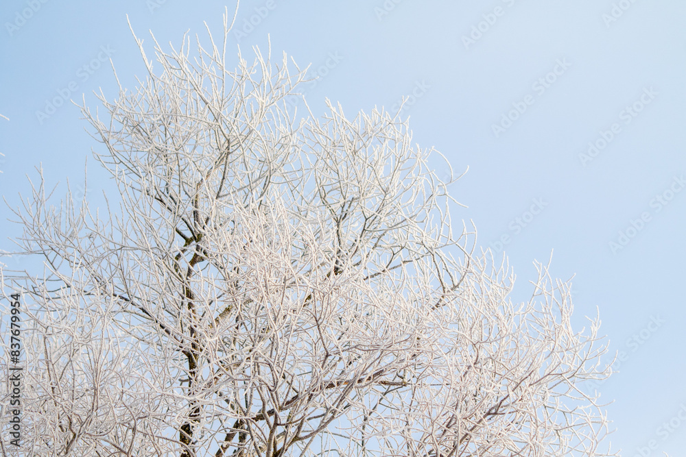 Tree branches covered with white frost against a blue sky. Tree branches covered with white frost against a blue sky.