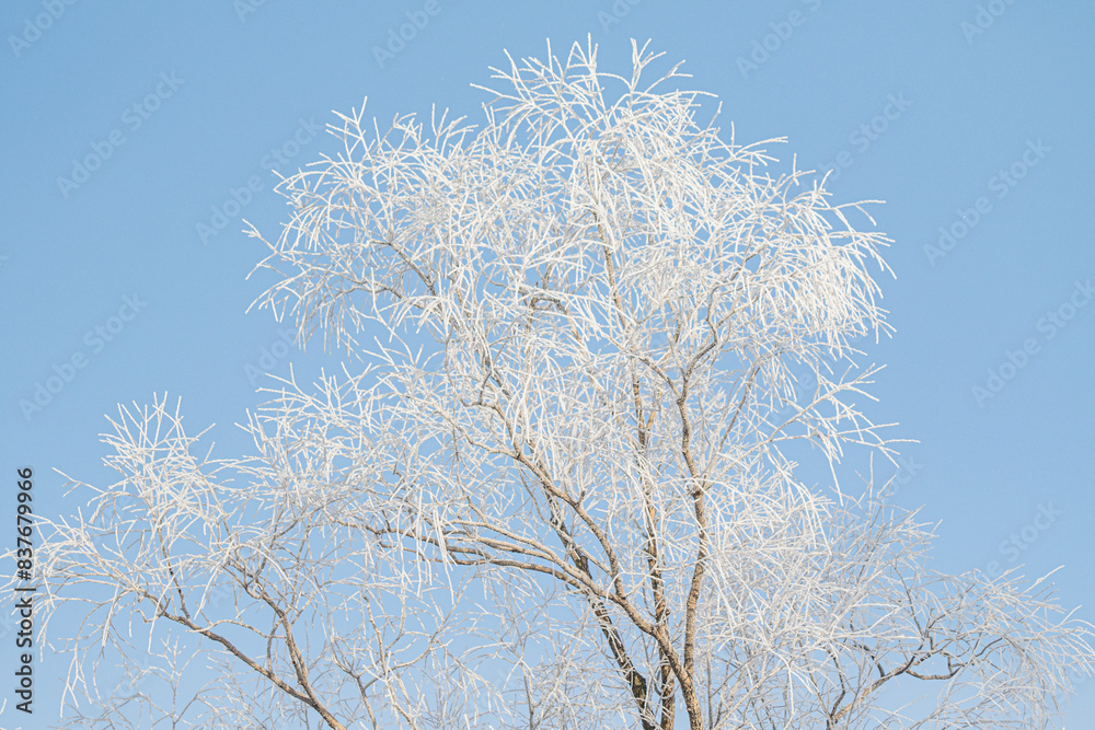 Tree branches covered with white frost against a blue sky. Tree branches covered with white frost against a blue sky.