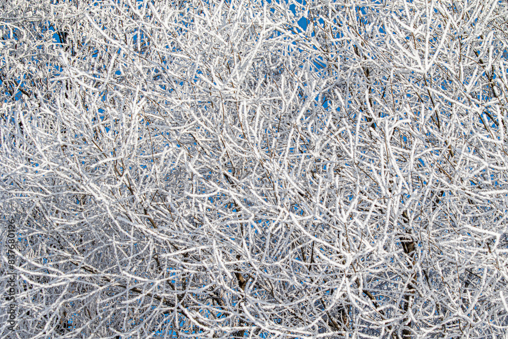 Snow-covered trees, winter landscape. Trees Natural background. Snow-covered trees, winter landscape. Trees Natural background.