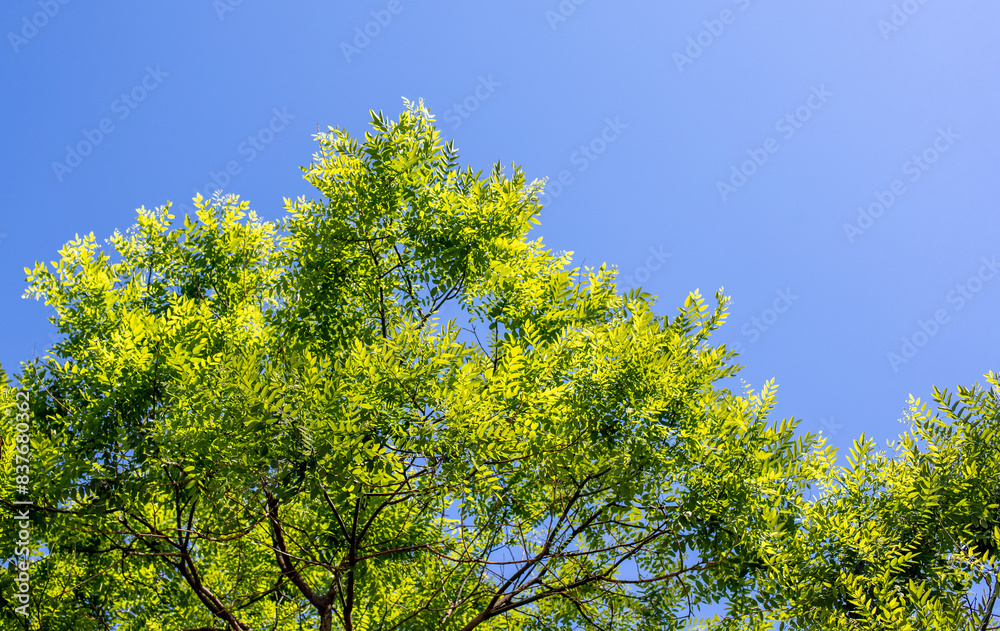 Green leaves against the blue sky under the sun. Summer forest landscape. Green leaves against the blue sky under the sun. Summer forest landscape.