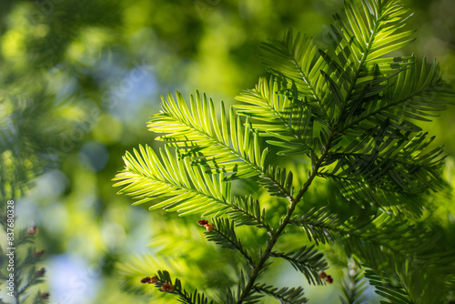 Green leaves against the blue sky under the sun. Summer forest landscape.