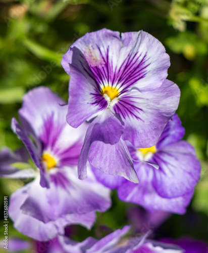 Garden violet in nature outdoors.