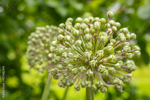 Detailed close-up of green seed pods growing on long stems, arranged in a radial pattern. The image showcases the intricate structure and natural beauty of the plant against a blurred green background