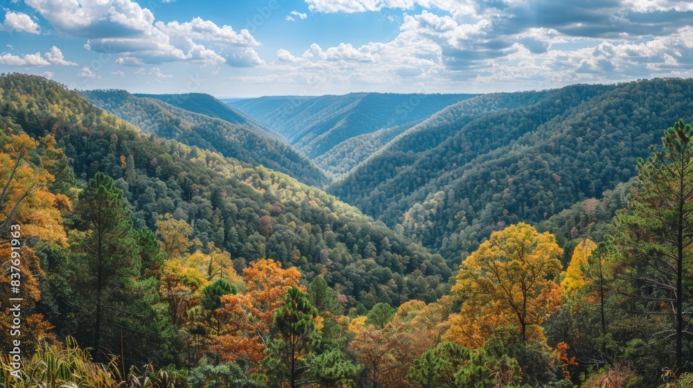  A forest teeming with numerous trees, their leaves a blend of green and yellow, unfurls beneath a blue sky adorned with fluffy, white clouds, scattered atop