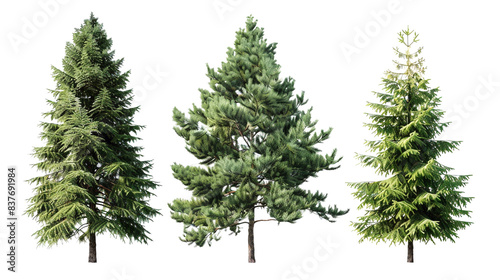 Pine trees isolated on a transparent background