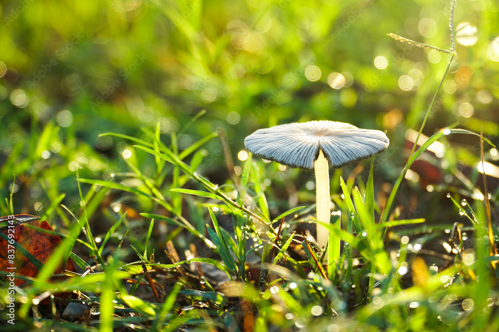 Mushrooms born in the rainy season are beautiful in the morning. It is an image suitable for use with science content.
