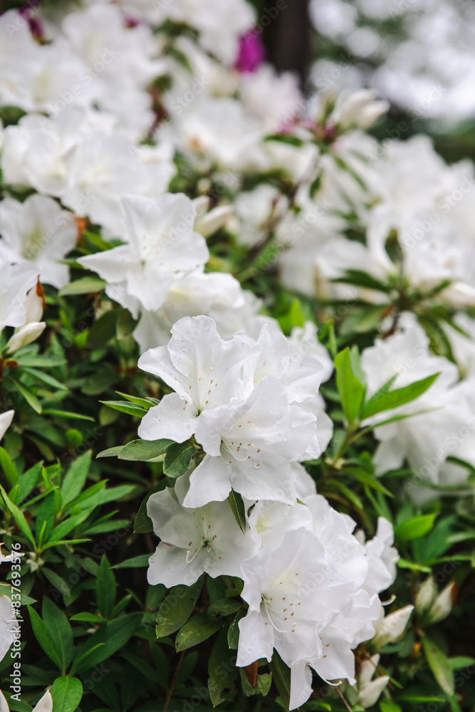 blooming white flowers in the garden, green leaves blooming white flowers in the garden, green leaves