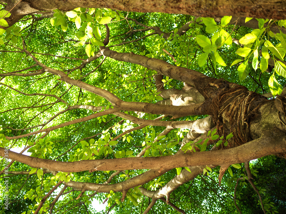 Fototapeta premium Spring is coming, and the green leaves of Pueraria lobata grow vigorously under the sunlight. 