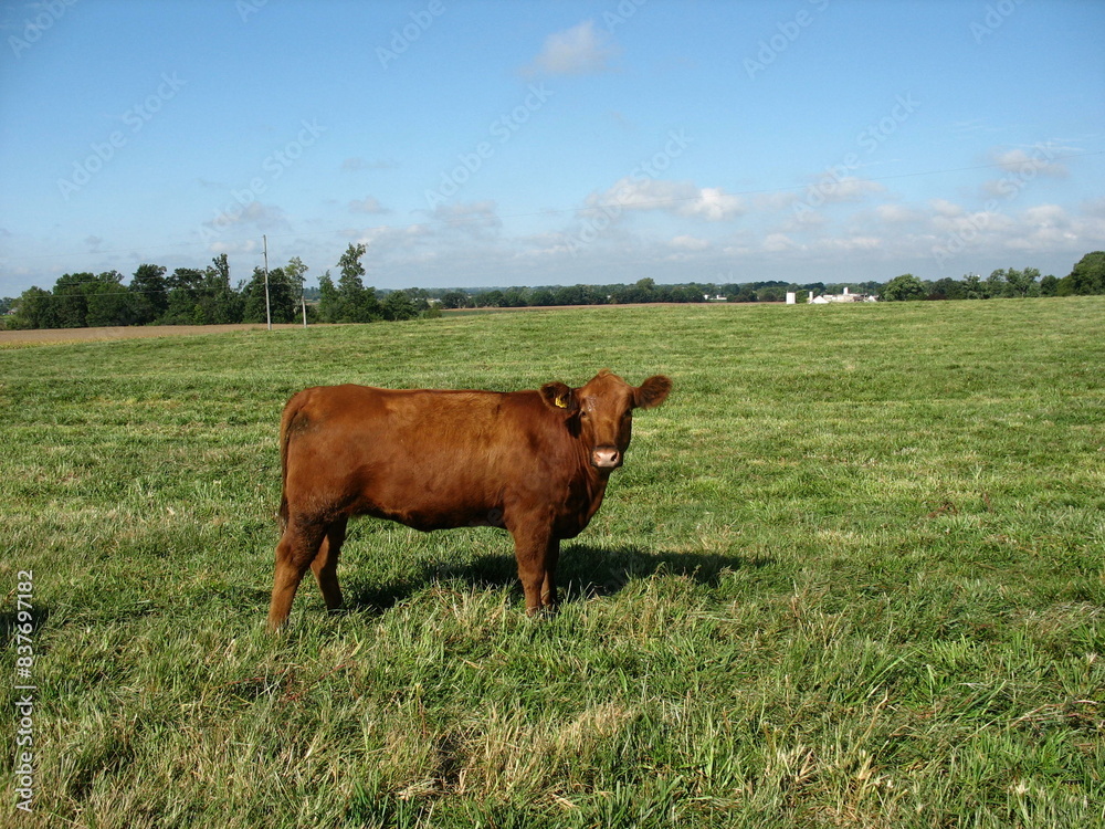 the brown cow is standing in the green grass on the pasture the brown cow is standing in the green grass on the pasture