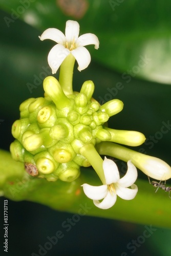 The small white flowers of Morinda citrifolia bloom gracefully from its green fruit, creating a delicate and captivating scene.