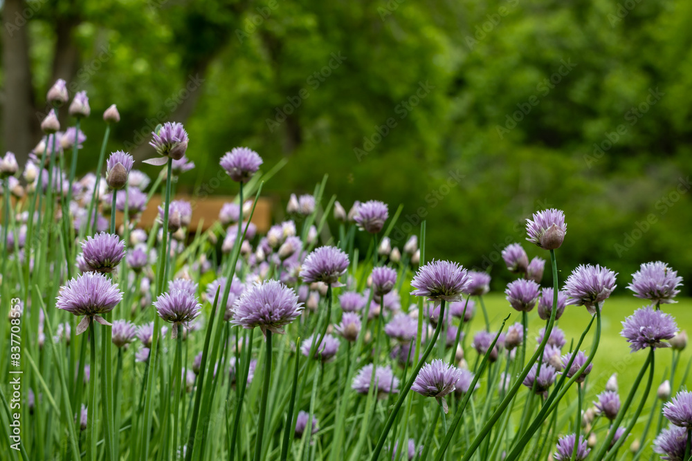 Macro abstract texture view of purple chive flowers with defocused background