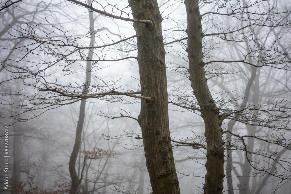 Fototapeta premium The forest in a fog.