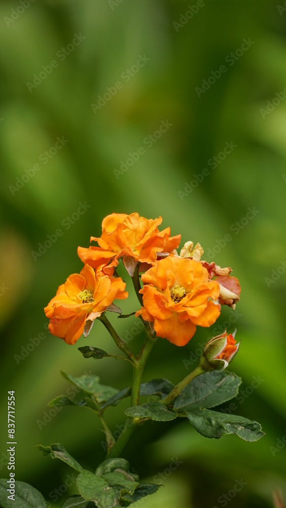 Orange roses bloom on a natural background Orange roses bloom on a natural background