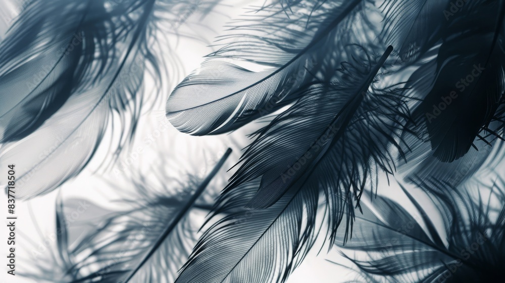 Obraz premium Abstract close-up of delicate black and white feathers floating softly, creating a dreamy and ethereal visual effect.