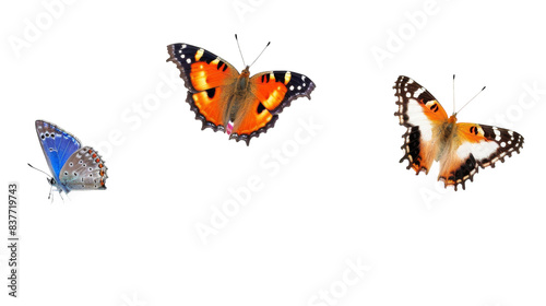 Three butterflies of different species are shown in flight against a white background. The butterflies are all facing forward, with their wings spread open © momina