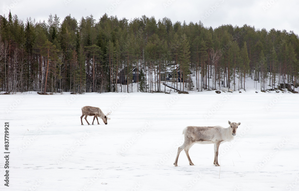 Reindeer crossing a frozen lake, farming in Finland Reindeer crossing a frozen lake, farming in Finland