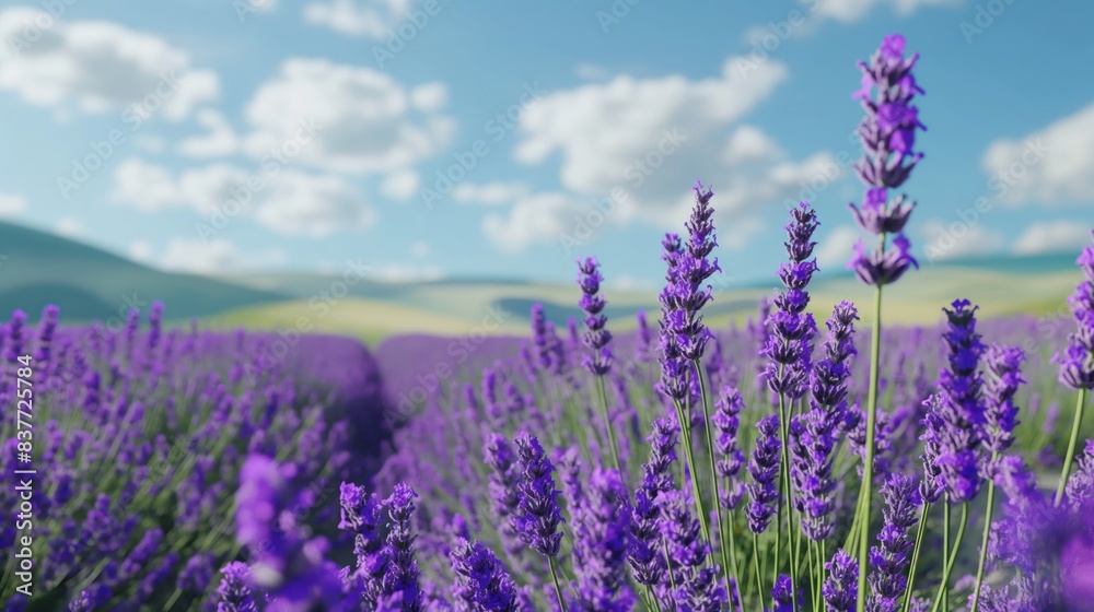 Obraz premium lavender field at sunset