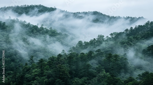  A forest filled with numerous green trees shrouded in layers of fog and free from smog Low-lying clouds drape trees tops