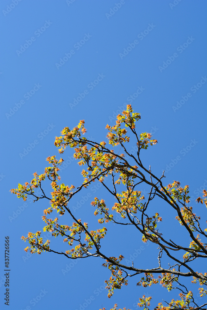 Tree of heaven branches Tree of heaven branches