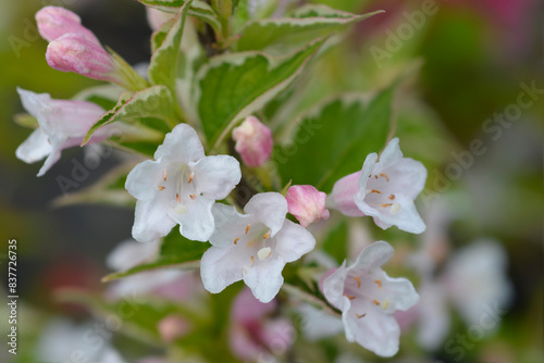 Variegated Weigela flowers