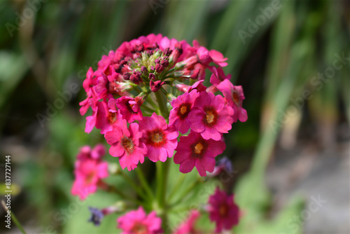 Japanese Primrose Millers Crimson flowers