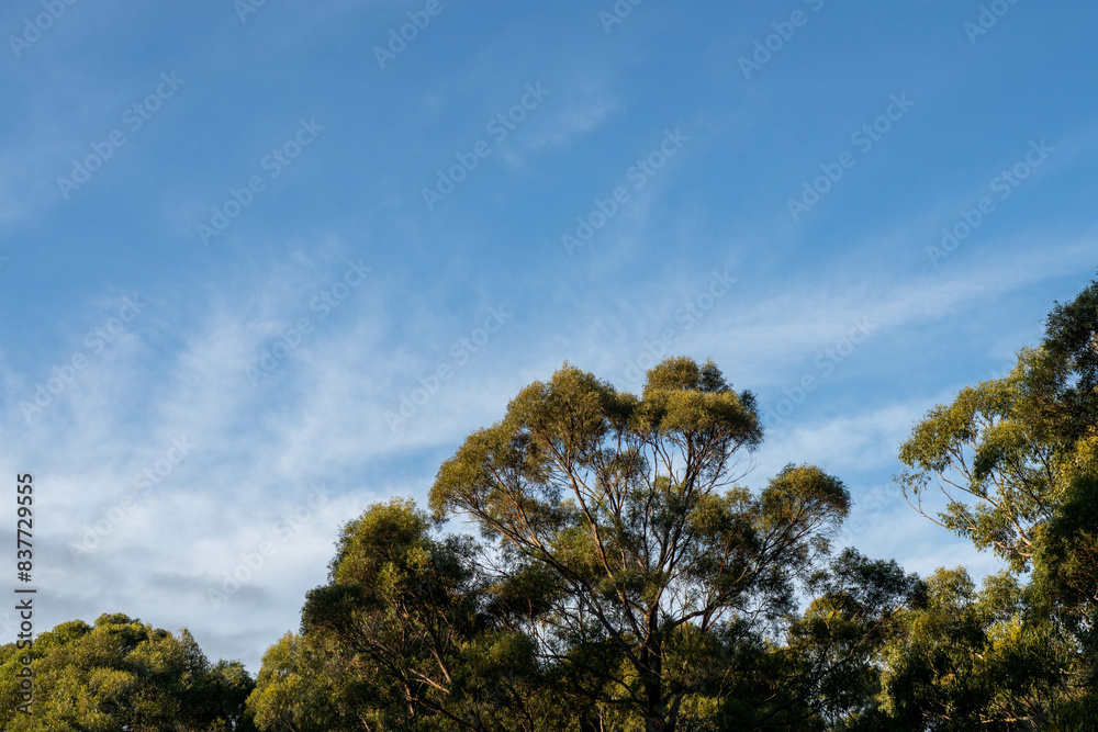 eucalyptus gum trees growing in a bush forest with oulther species of plants, native to Australia with the blue sky behind their leaves as they blow in the wing in the outback eucalyptus gum trees growing in a bush forest with oulther species of plants, native to Australia with the blue sky behind their leaves as they blow in the wing in the outback