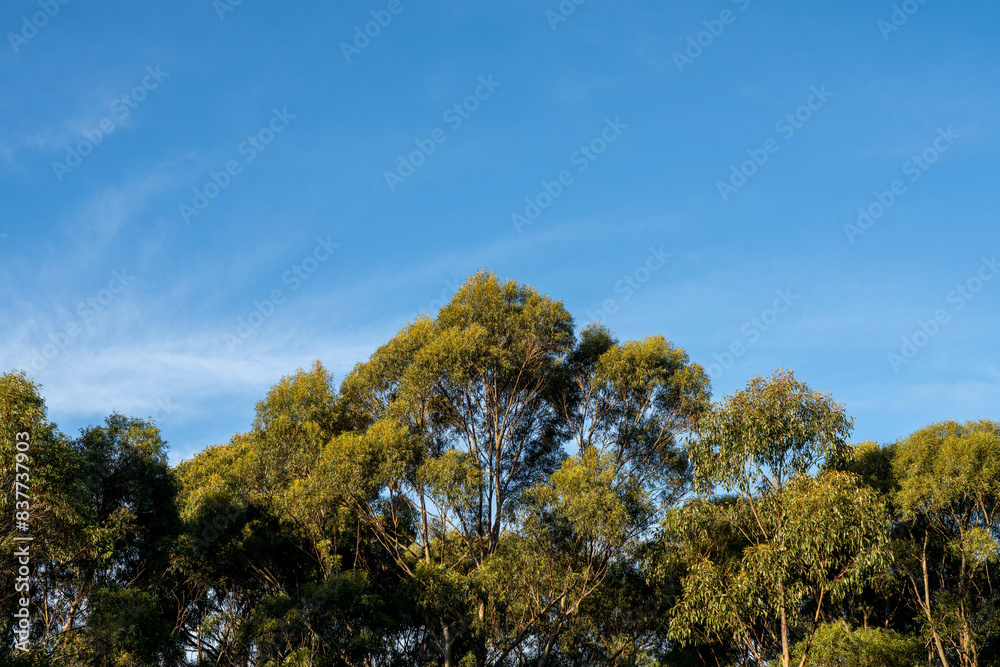 eucalyptus gum trees growing in a bush forest with oulther species of plants, native to Australia with the blue sky behind their leaves as they blow in the wing in the outback eucalyptus gum trees growing in a bush forest with oulther species of plants, native to Australia with the blue sky behind their leaves as they blow in the wing in the outback