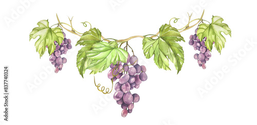 Sprig Purple Grapes with Vine, Green Leaves and Bunches of Berries. Watercolor illustration. For Menus, Recipes, Wine and Juice Labels, Business Cards, Postcards, Invitations