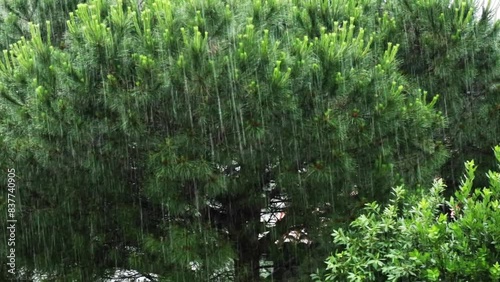 rainy day, water drops on a tree, video