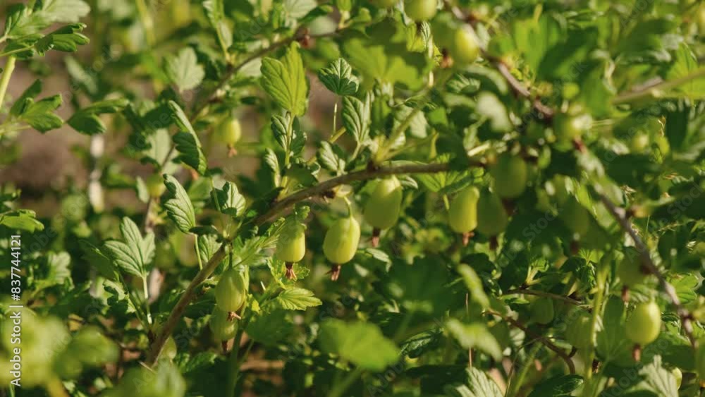 Ripening gooseberries on the branches of a bush in summer. Growing berries in rural areas. Green berries weigh on the bush. Ripening gooseberries on the branches of a bush in summer. Growing berries in rural areas. Green berries weigh on the bush.