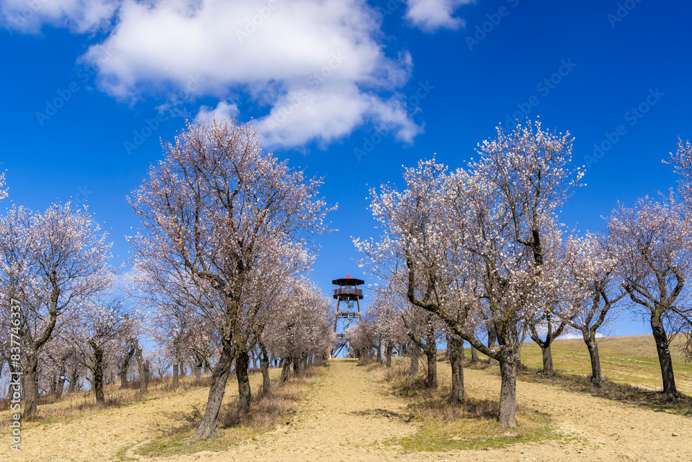 Almond tree orchard in Hustopece, South Moravia, Czech Republic Almond tree orchard in Hustopece, South Moravia, Czech Republic