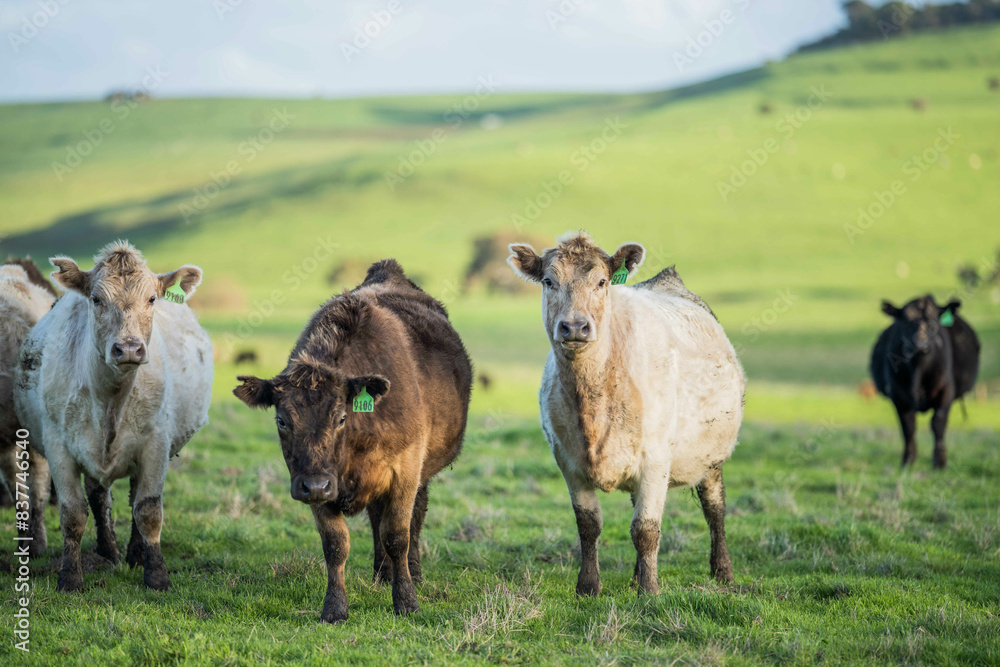Stud beef cows in a field on a farm in England. English cattle in a meadow grazing on pasture in springtime. Green grass growing in a paddock on a sustainable agricultural ranch.